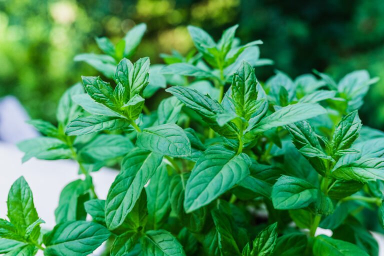 basil